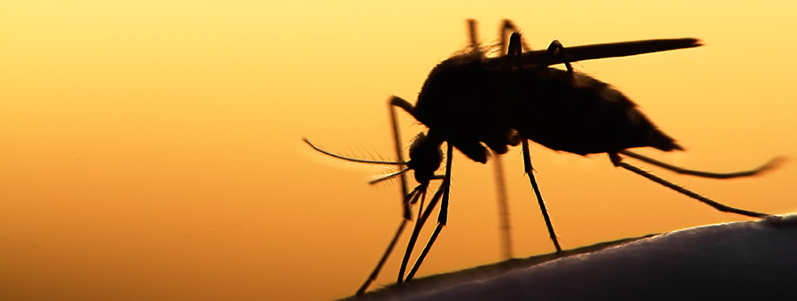 Mosquito in sundown sihouette biting human arm